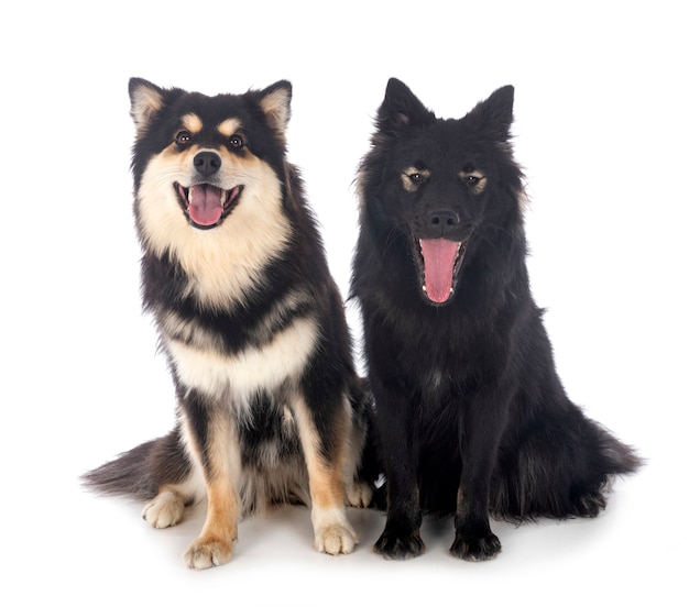 Finse Lapphunds voor witte achtergrond