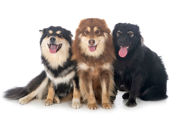 Finse Lapphunds voor witte achtergrond