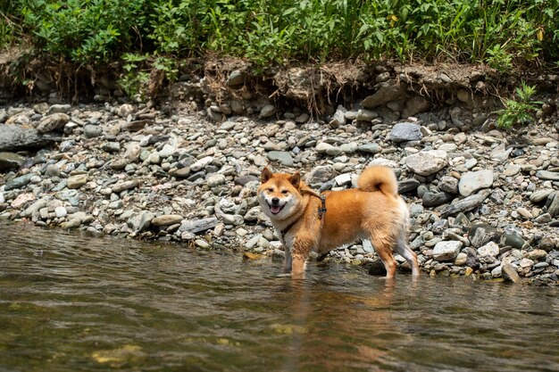 Finse spitshond Karelische Finse laikajager met een hond op een bevroren meer