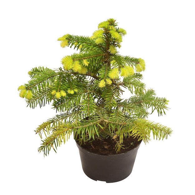 Fir abies nordmanniana aurea in a pot isolated on white background Coniferous trees Christmas symbol Flat lay top view