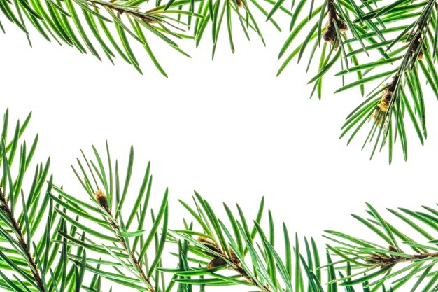 Fir branch frame on white