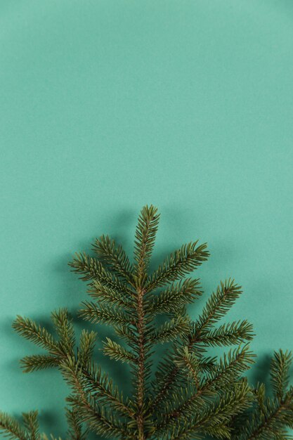 Fir branch on a green , Christmas , copyspace.