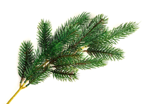 Fir branch isolated on white background