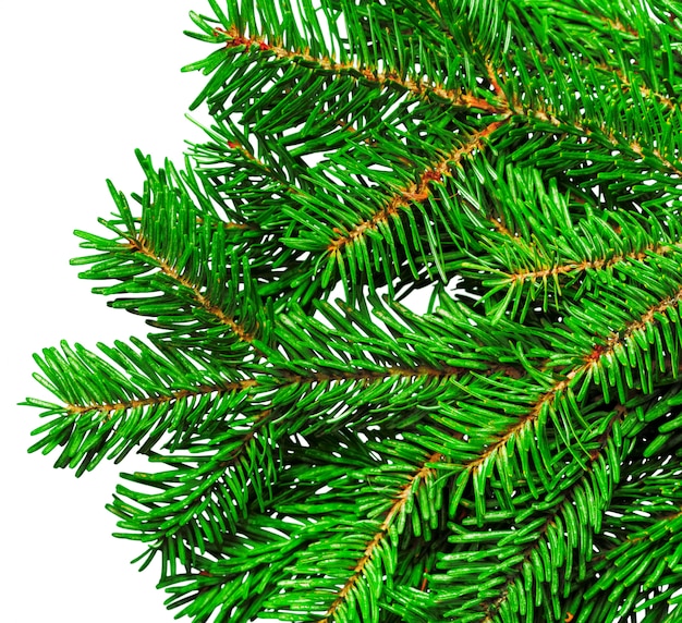 Fir branch isolated on white background