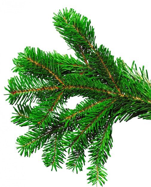 Fir branch isolated on white 