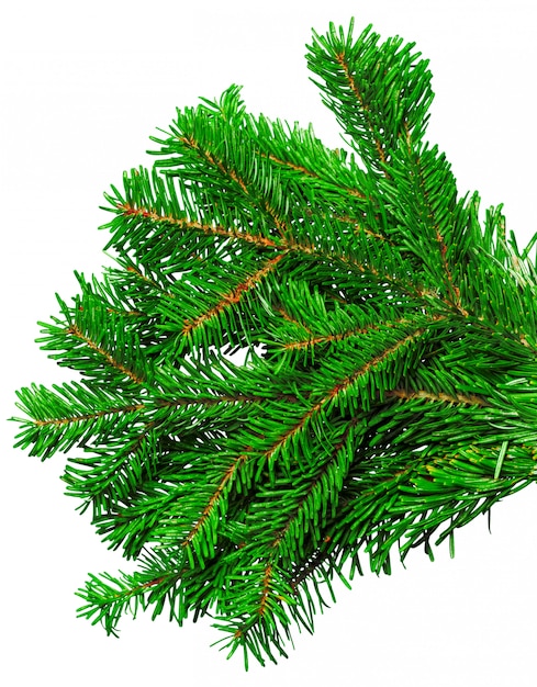 Fir branch isolated on white 