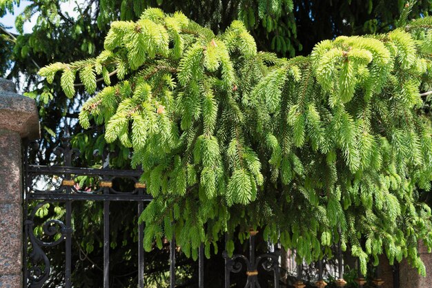 Fir branch near f metal fence lit by the sun