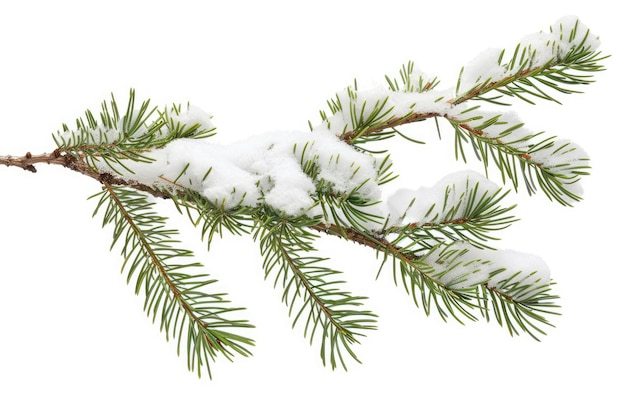 Fir Branch with Snow