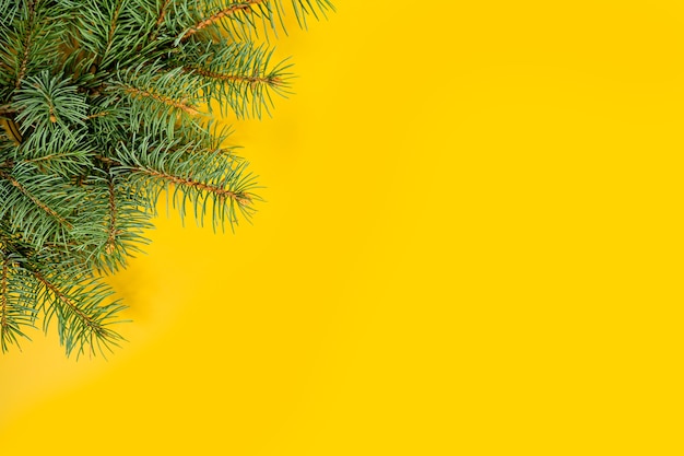 Fir branches border on yellow background good for christmas backdrop