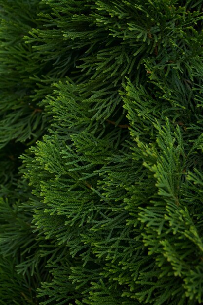 fir branches closeup