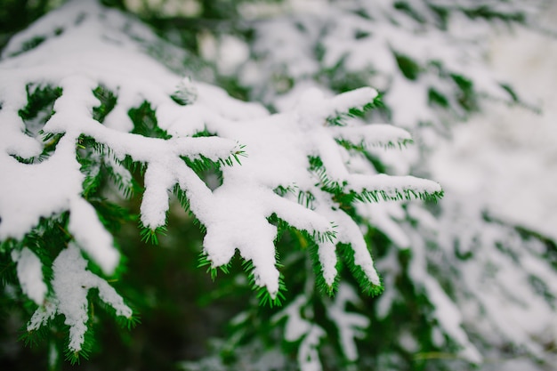 Fir branches covered with snow. Christmas tree under snow in the forest.