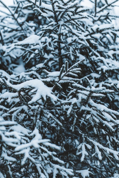 Еловые ветки в лесу, покрытые белым снегом в зимний сезон Красота природы