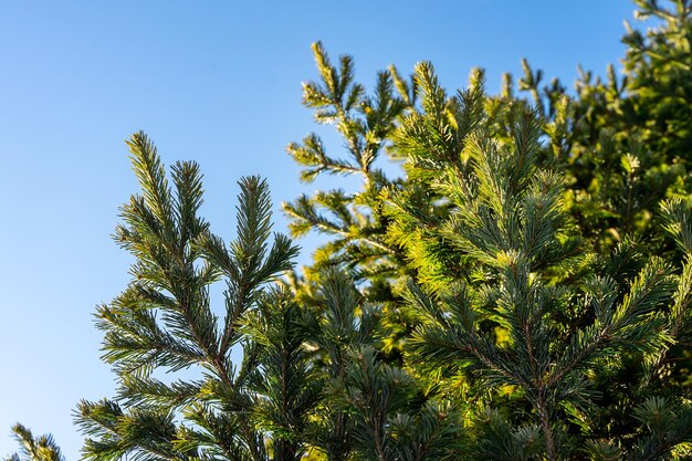 Fir branches on a frosty sunny day