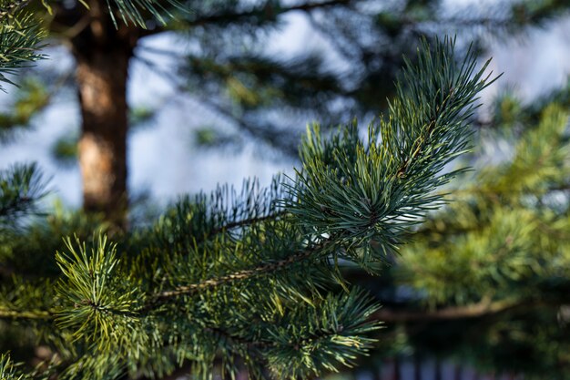 Fir branches in the snow in the cold 