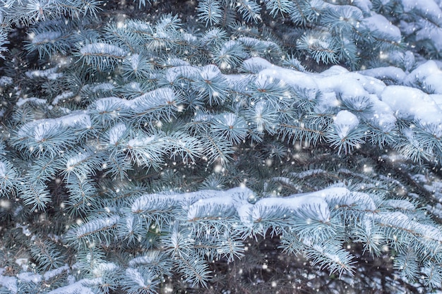 雪の中でモミの枝。冬のコンセプト。