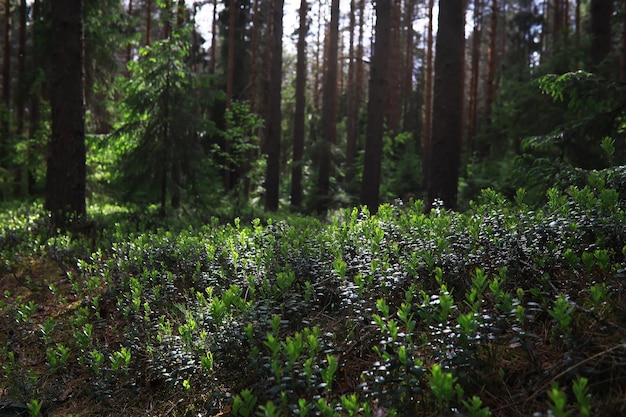 Rami di abete con pigne alberi di pino nella foresta bagliore del sole