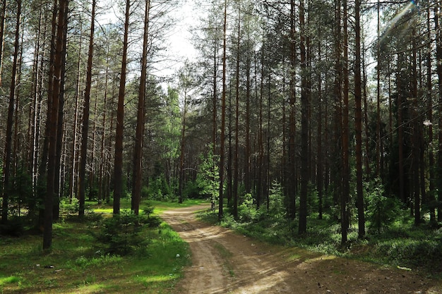 Rami di abete con pigne alberi di pino nella foresta bagliore del sole