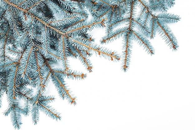 Fir branches