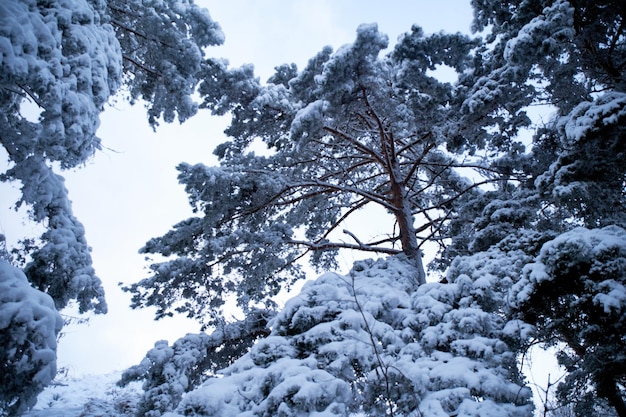 雪冬の背景で覆われたモミのブランチ