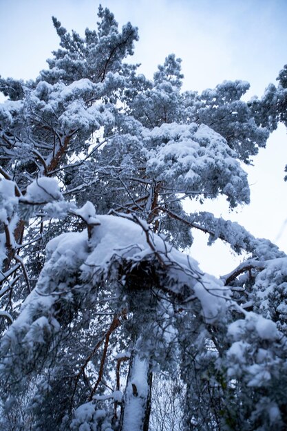 Fir brunches covered with snow winter background