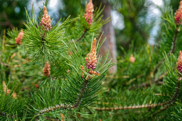 Fir buds in the foreground