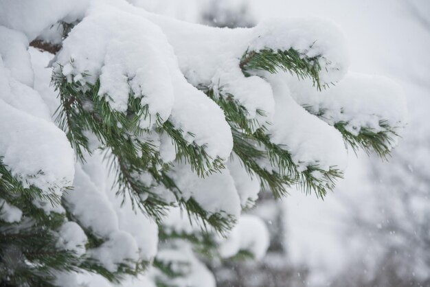 Foto il ramo dell'albero di natale nella neve nella foresta invernale