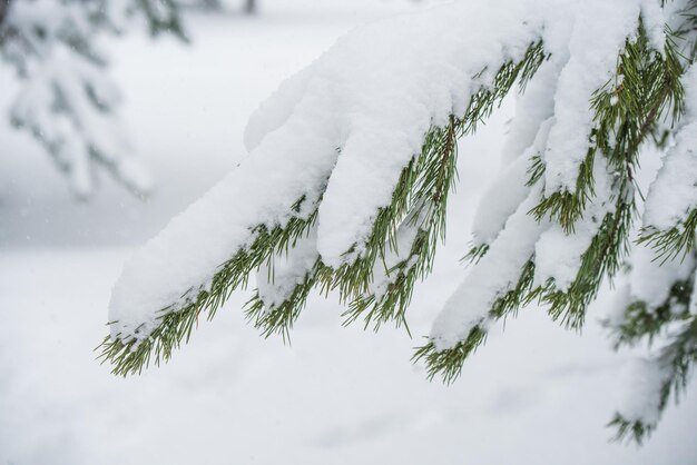 冬の森の雪の中のクリスマスツリーの枝