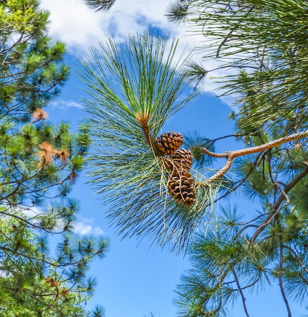 Fir cone on the branch on blue sky background