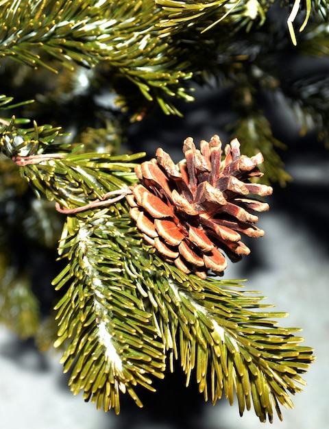 fir cone Christmas decoration for the tree