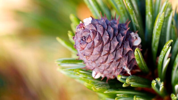 Fir cone close-up