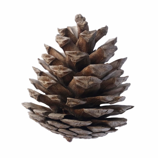 Fir cone isolated