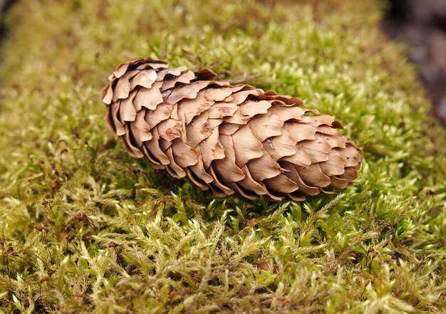 A fir cone lies on the fluffy moss in early spring