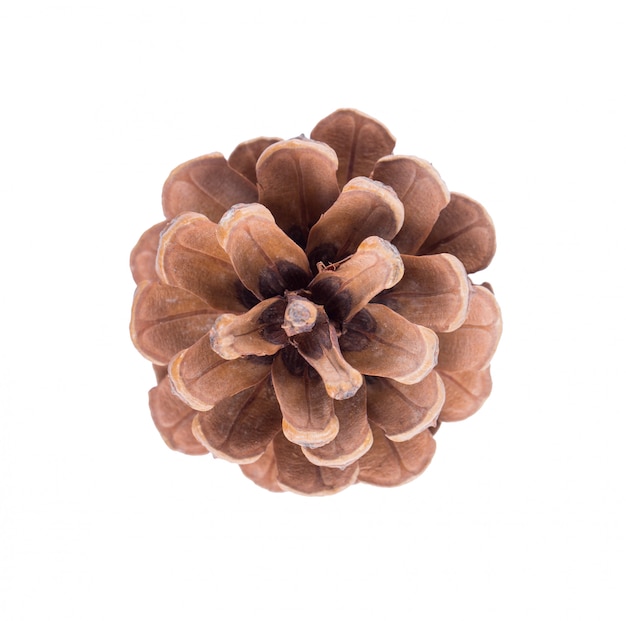 Fir cone on a white background