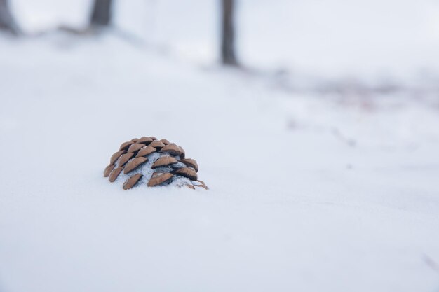 雪のモミの円錐形