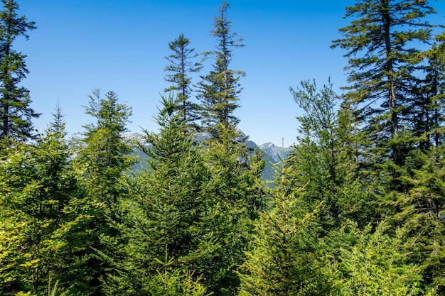 Foto paesaggio della foresta di abeti a la clusaz, alta savoia, francia