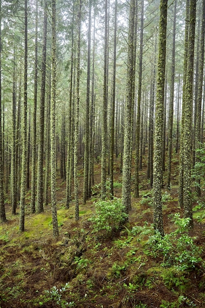 Fir forest in Madeira, Portugal