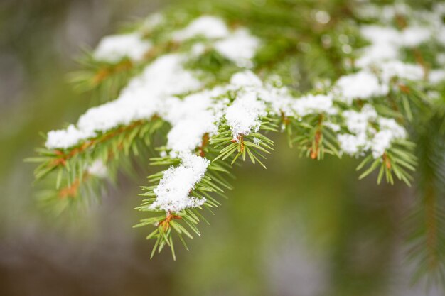 Foto ramo di abete o pino e foglie o aghi coperti di neve sotto i raggi del sole in una foresta o in un bosco