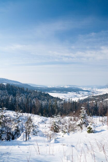 雪の中でモミ