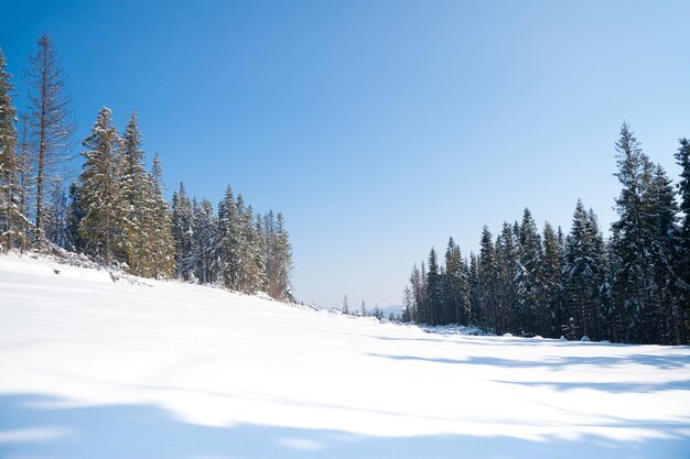 Fir in snow