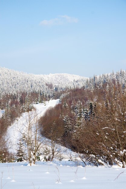 雪の中でモミ