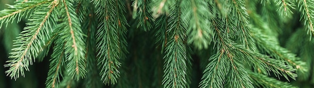モミの木 背景 バナー クリスマスツリー 枝 緑 テクスチャー 装飾なし
