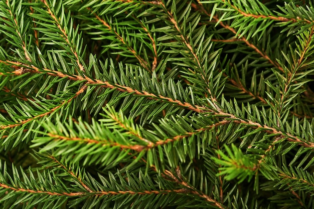 Photo fir tree. background and texture for christmas tree branches. top view. copy space.