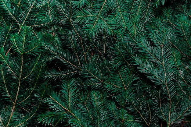 Fir tree background. Top view of spruce branches