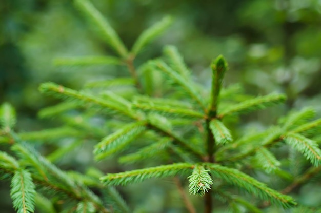 Fir tree background