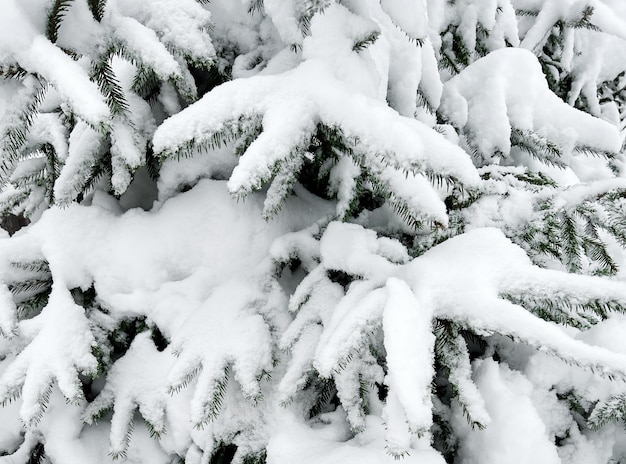 Fir tree brances covered with snow Christmas tree branch