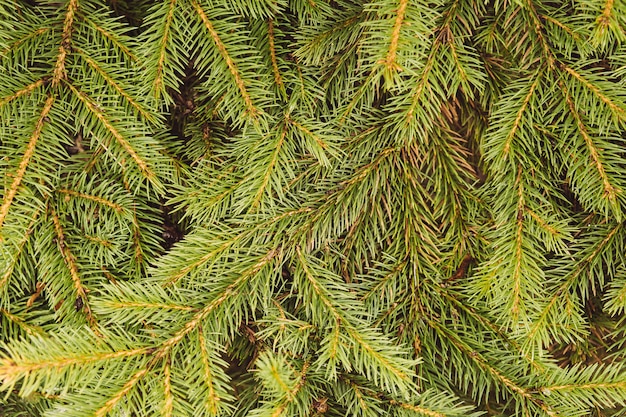 Fir tree branch achtergrond