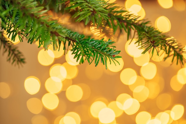 Fir tree branch against golden bokeh  with copyspace