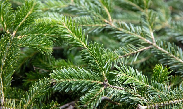 Fir tree branch close up Christmas background Natural spruce needles