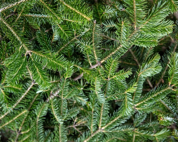 Fir tree branch close up Christmas background Natural spruce needles
