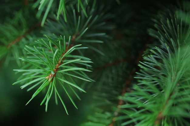 Fir tree branch close-up